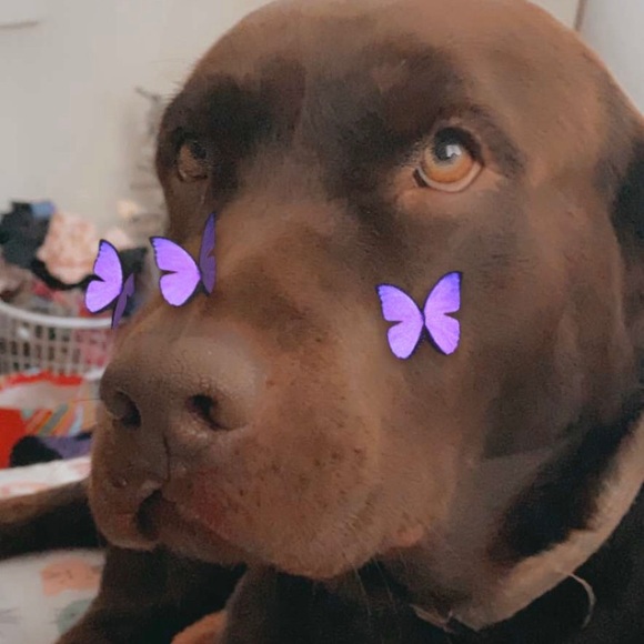 Meet your Posher, Jetta - Picture 1 of 1